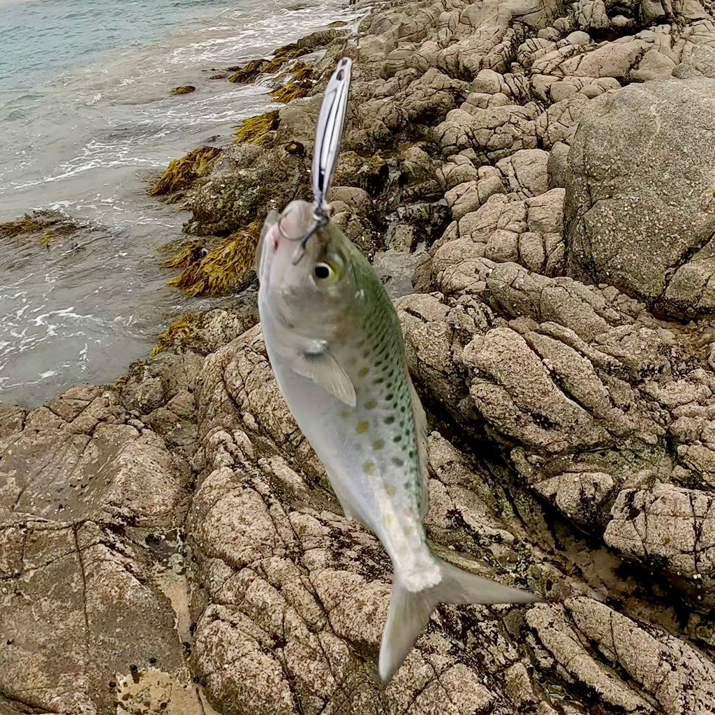Anchovy Hunter lure in water targeting kahawai — NZ Don Fish Gear