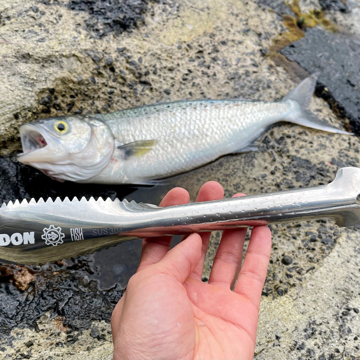Salt-tough One-piece Stainless Fish Scaler
