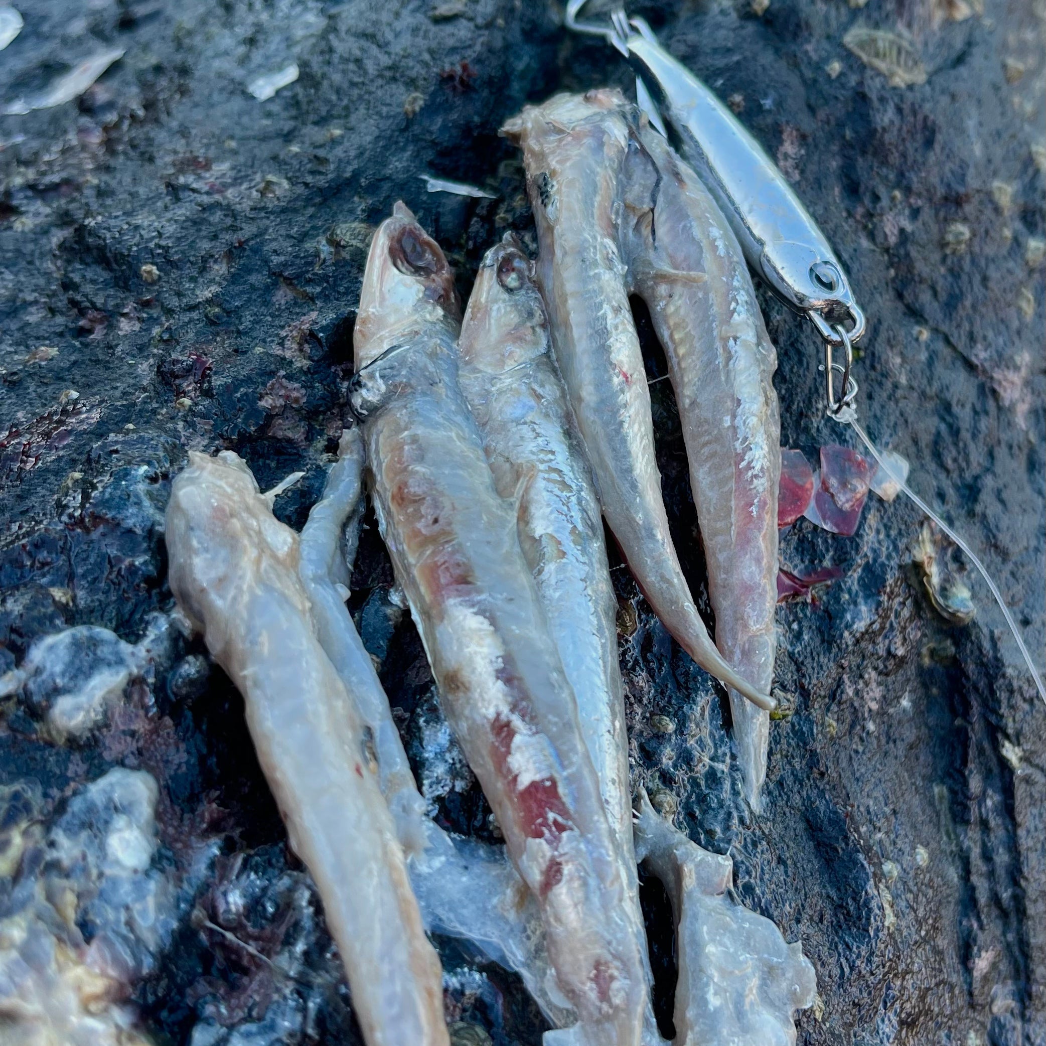 Anchovy Hunter lure matches the shape of real anchovy — NZ Don Fish Gear