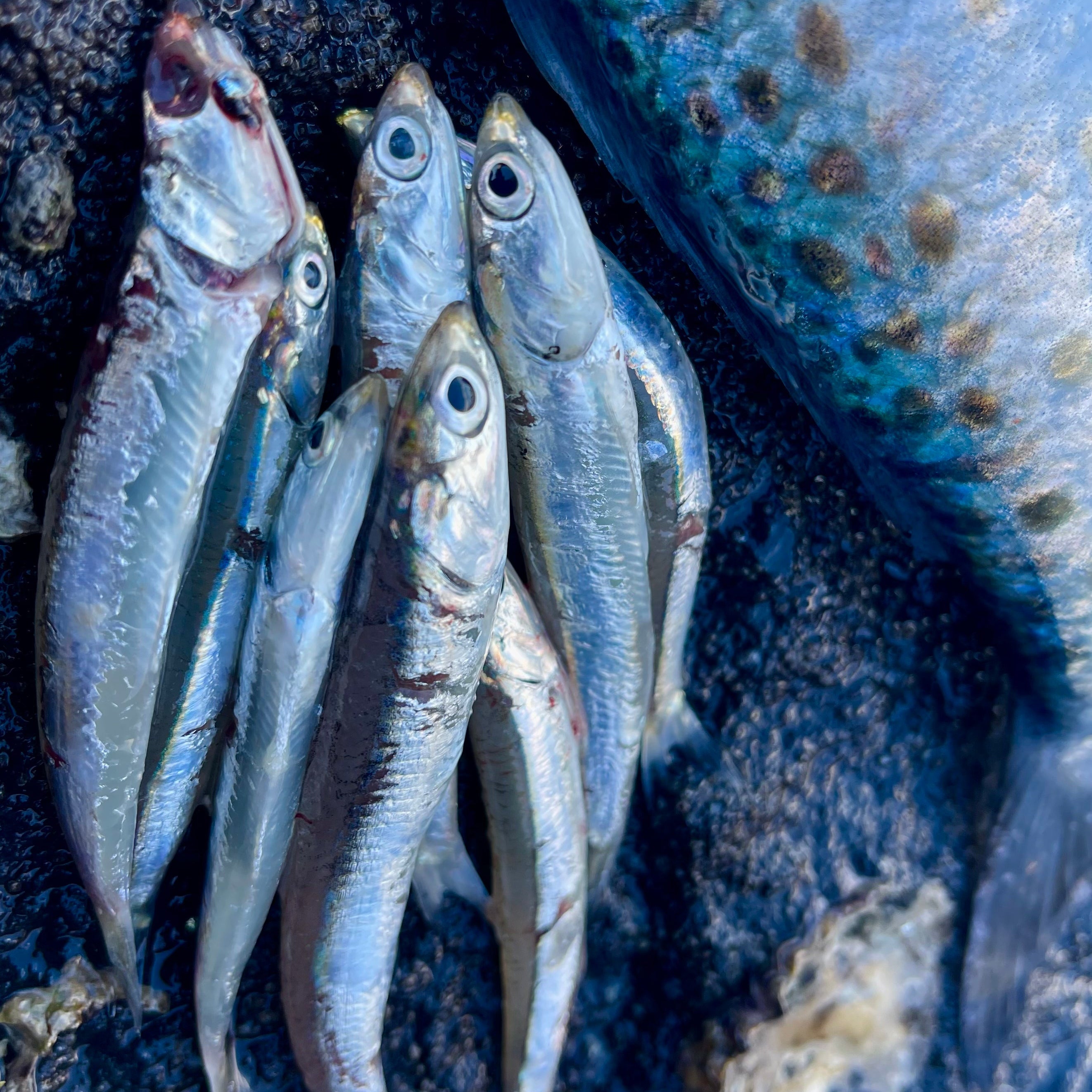 Anchovy Hunter lure design origins — NZ Don Fish Gear