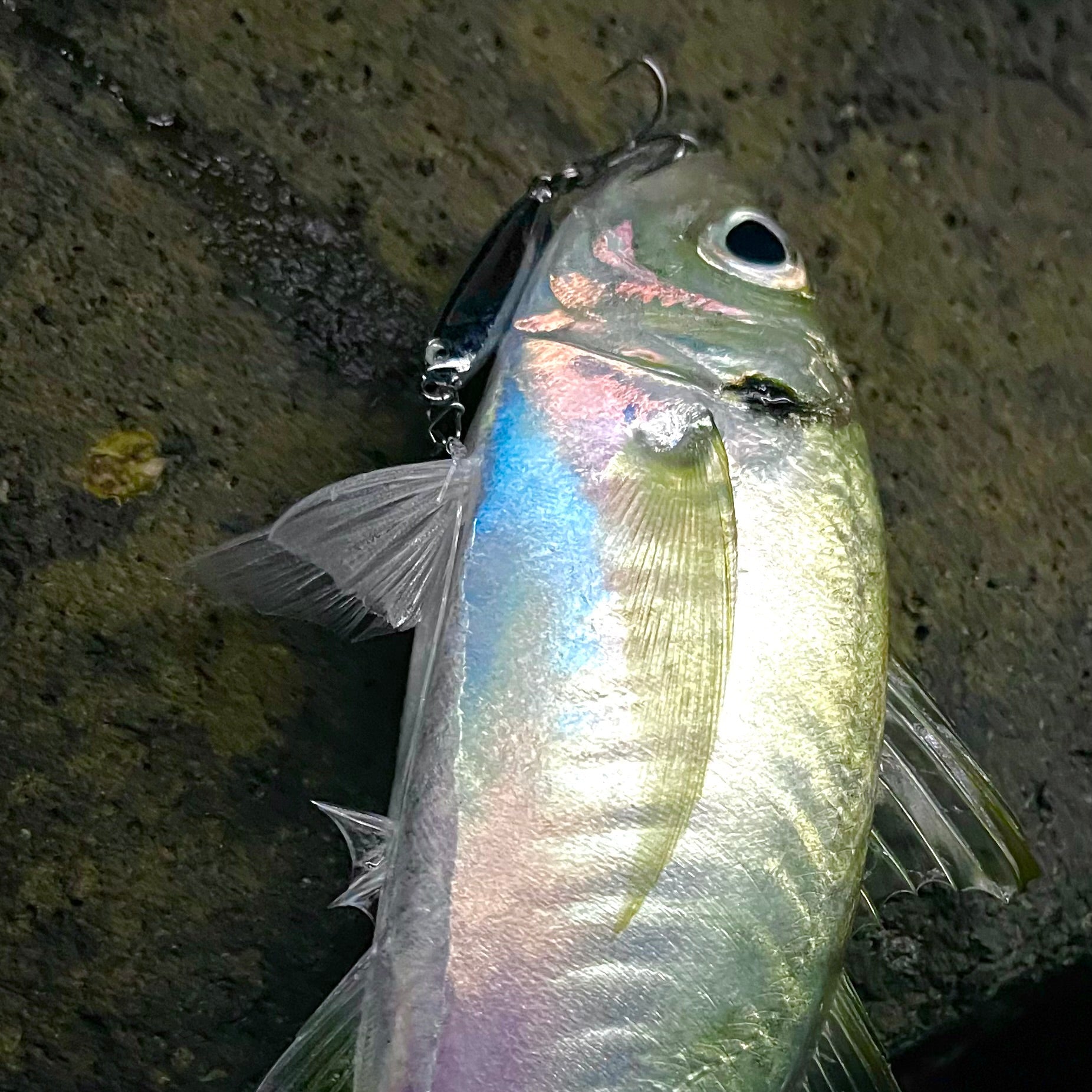 Anchovy Hunter lure in water targeting yellowtail — NZ Don Fish Gear