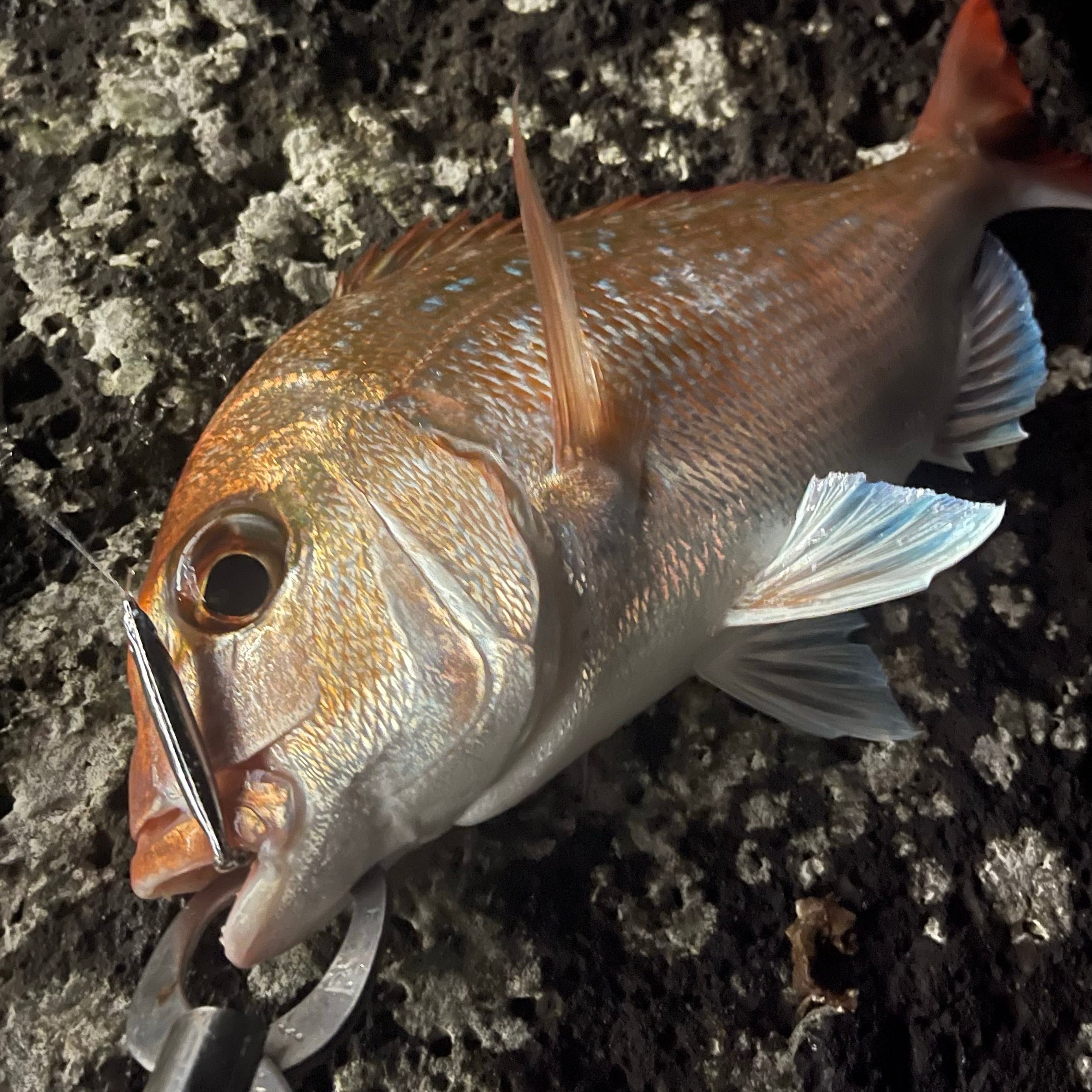 Anchovy Hunter lure in water targeting snapper— NZ Don Fish Gear