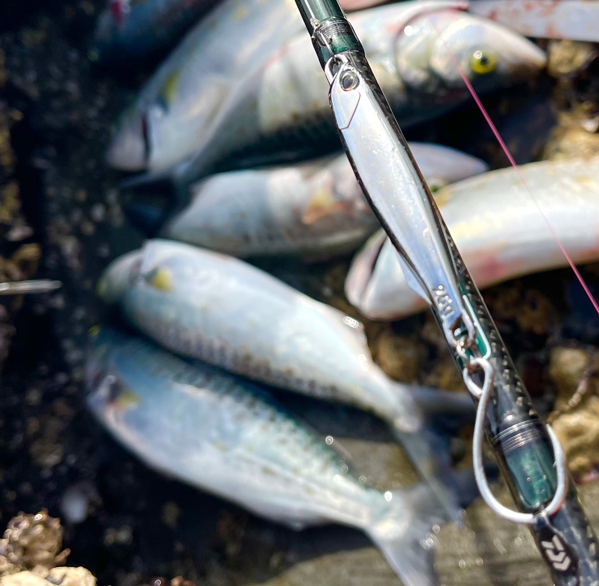 Anchovy Hunter - Kahawai