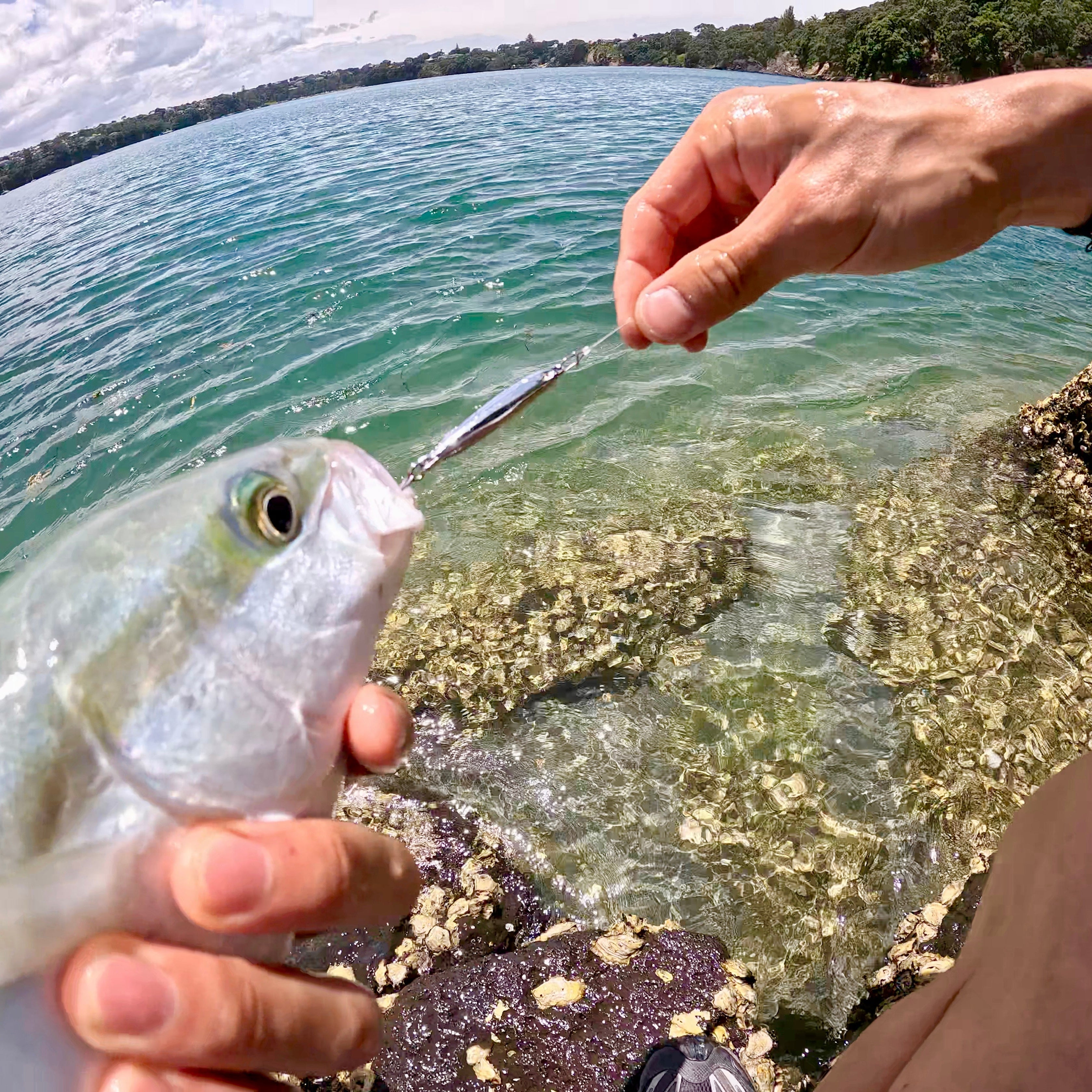 fish on lure hunter Strike King Hybrid Jr. Crankbait Incredibly loud internal rattles and boisterous profile Mahi Hunter JAW Lures