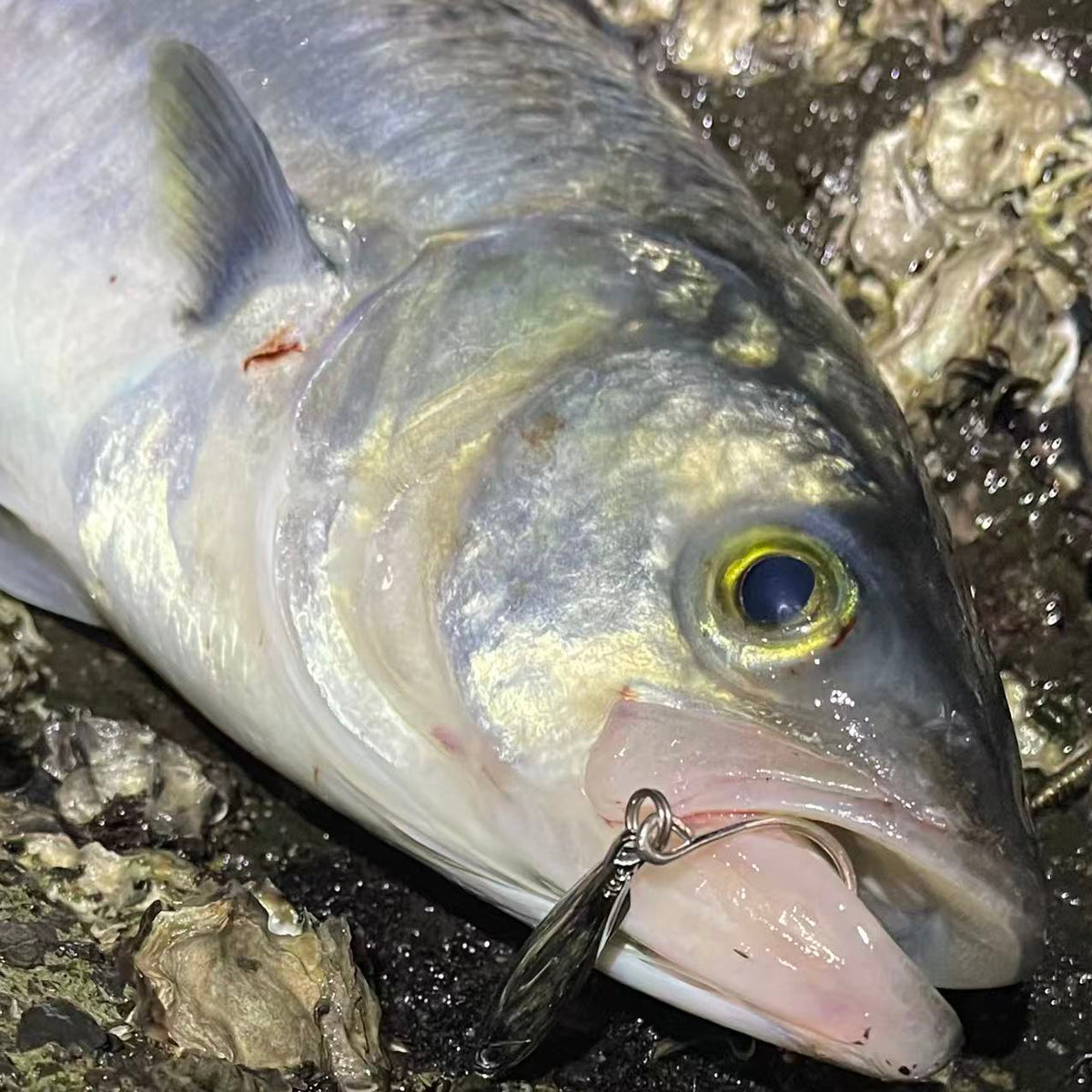 Anchovy Hunter - Kahawai