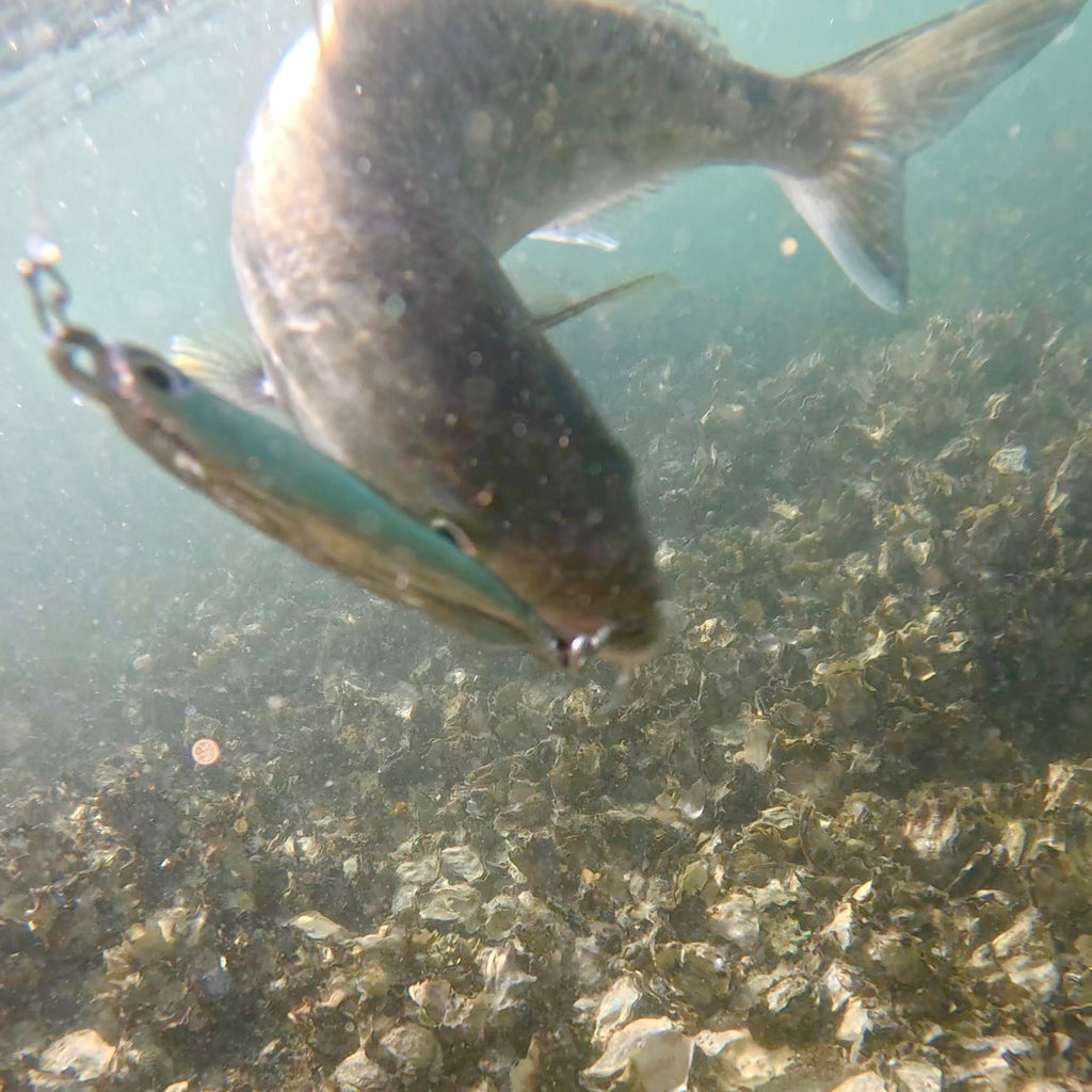 Anchovy Hunter - Kahawai
