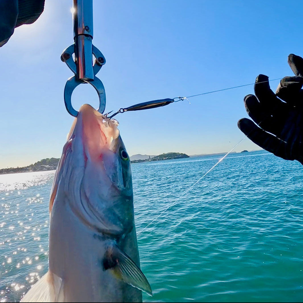 Anchovy Hunter