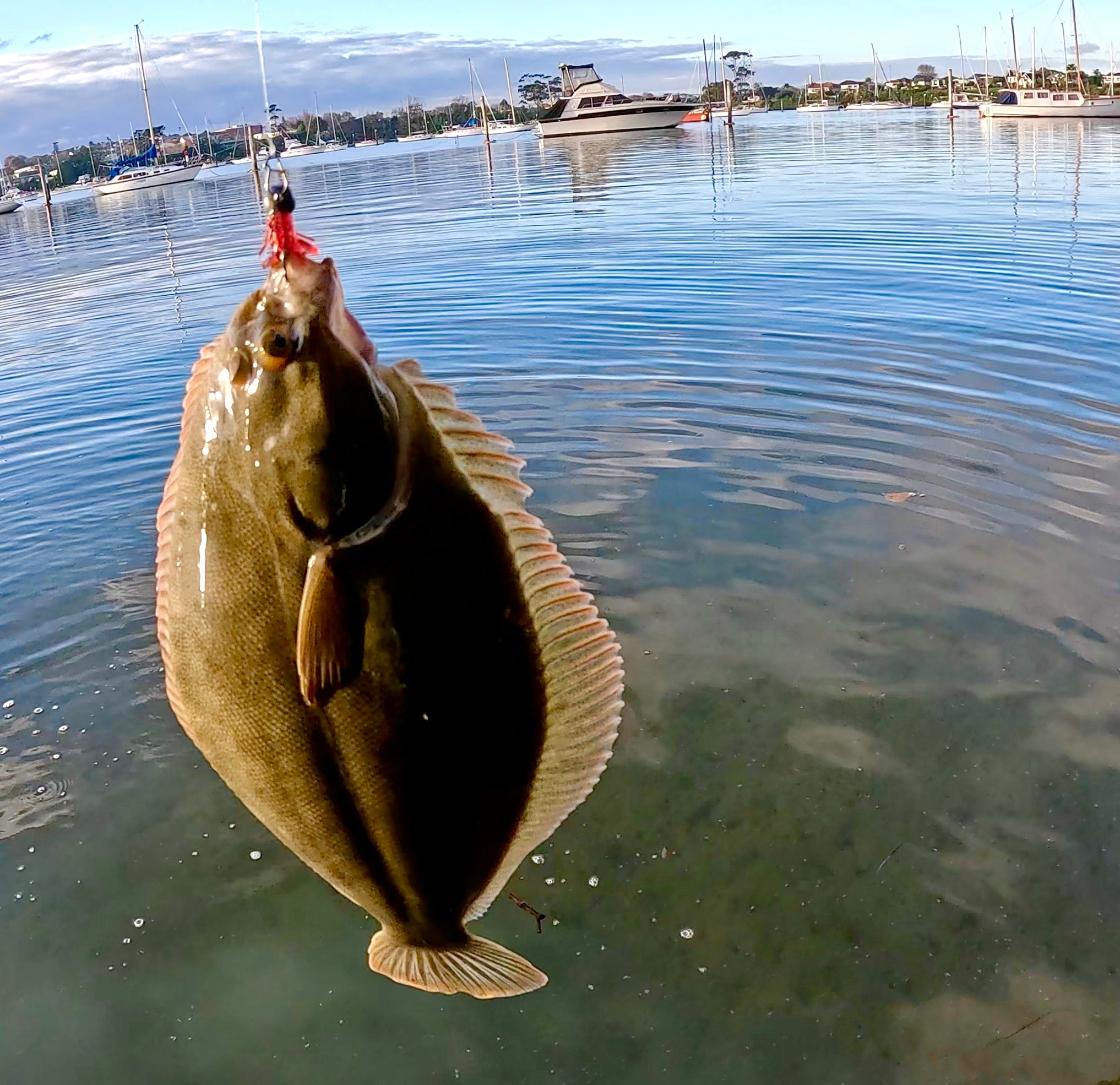 a yellow belly flounder on a micro softbait Don Fish Gear
