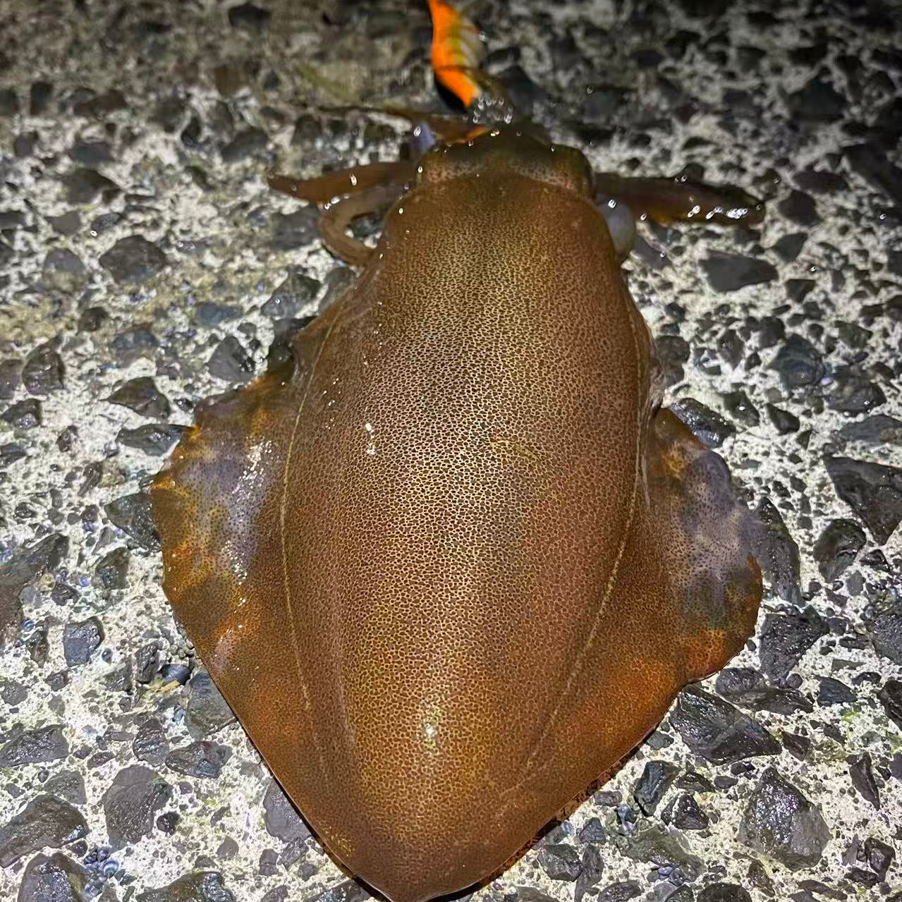 an arrow squid being landed by using an orange squid jig