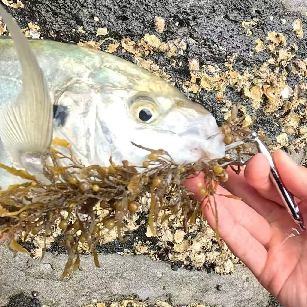 Anchovy Hunter - Kahawai