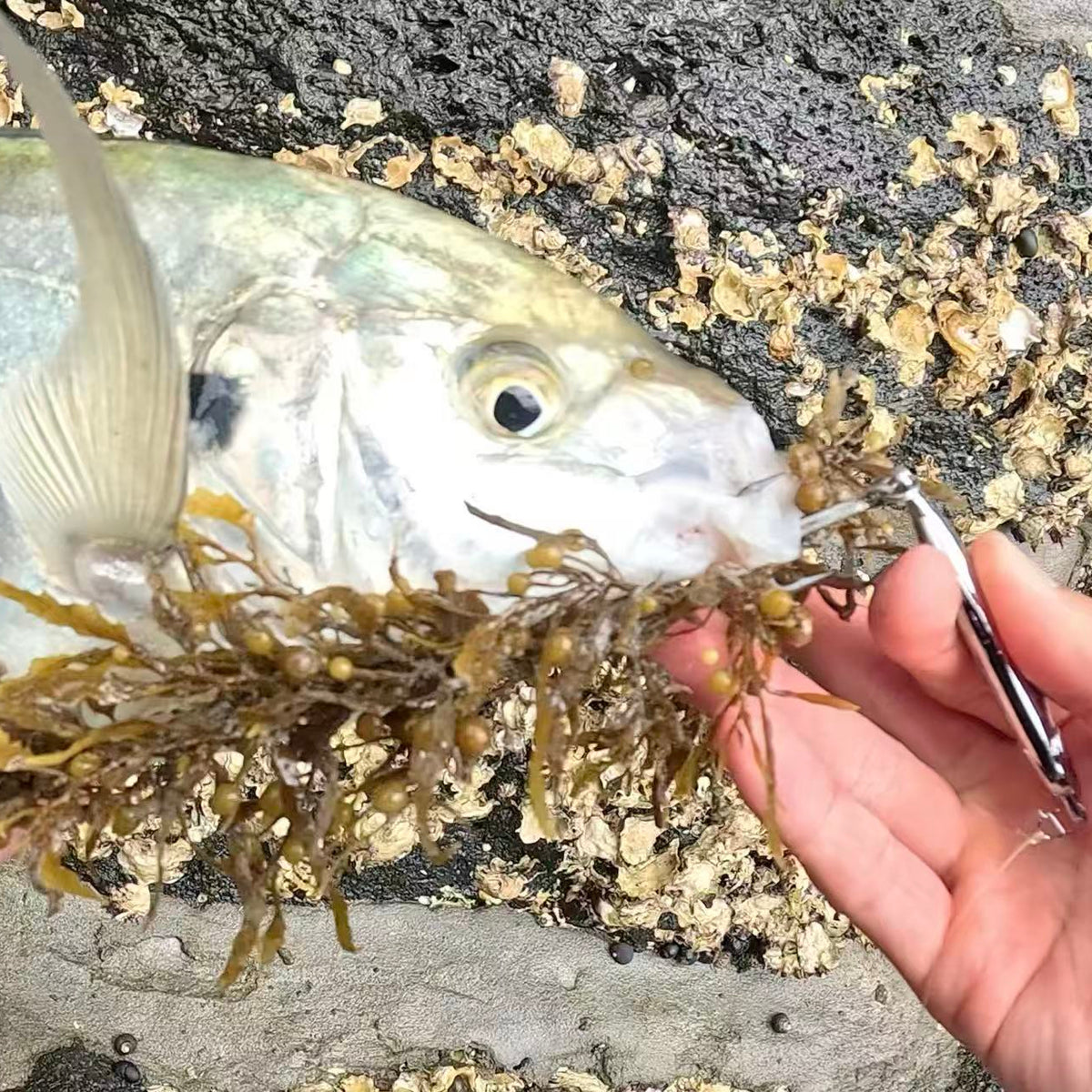 Anchovy Hunter - Kahawai